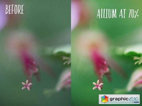 Allium PHOTOSHOP action