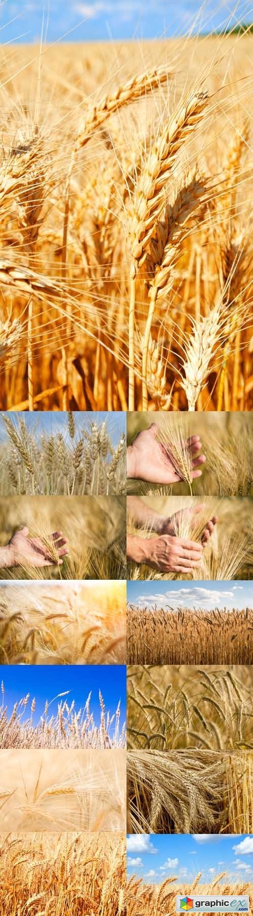 Photo Set - Ears of golden wheat close up, harvest Concept