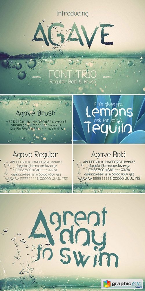Agave Font Trio