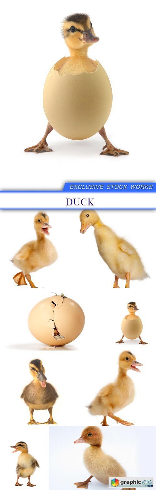 duck 8X JPEG