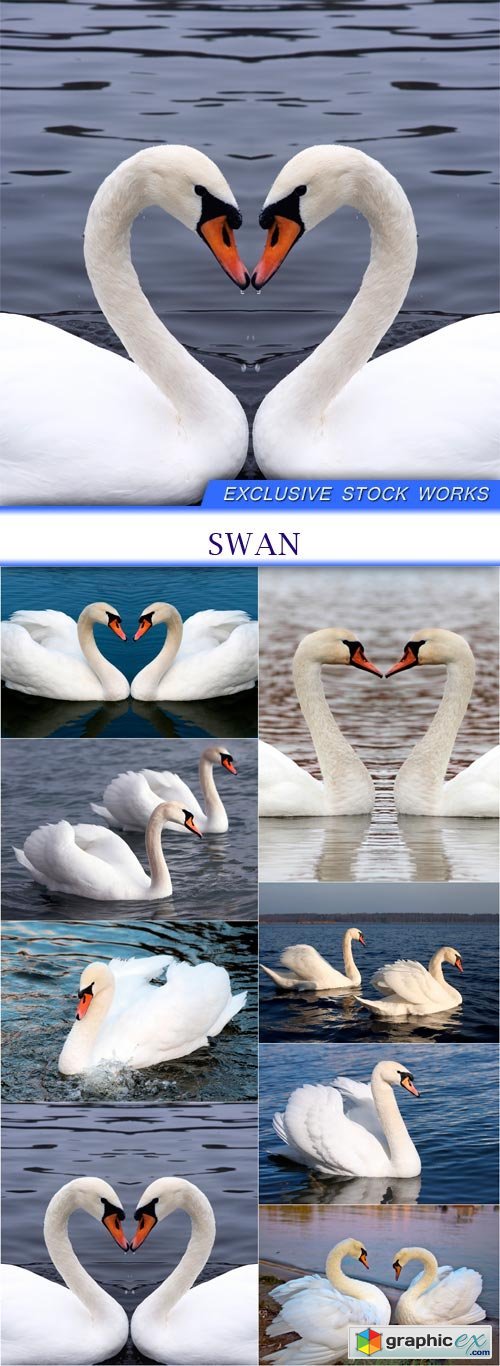 swan 8X JPEG