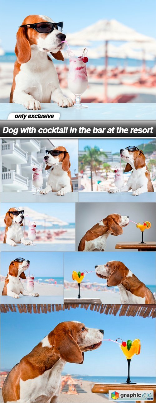 Dog with cocktail in the bar at the resort - 8 UHQ JPEG