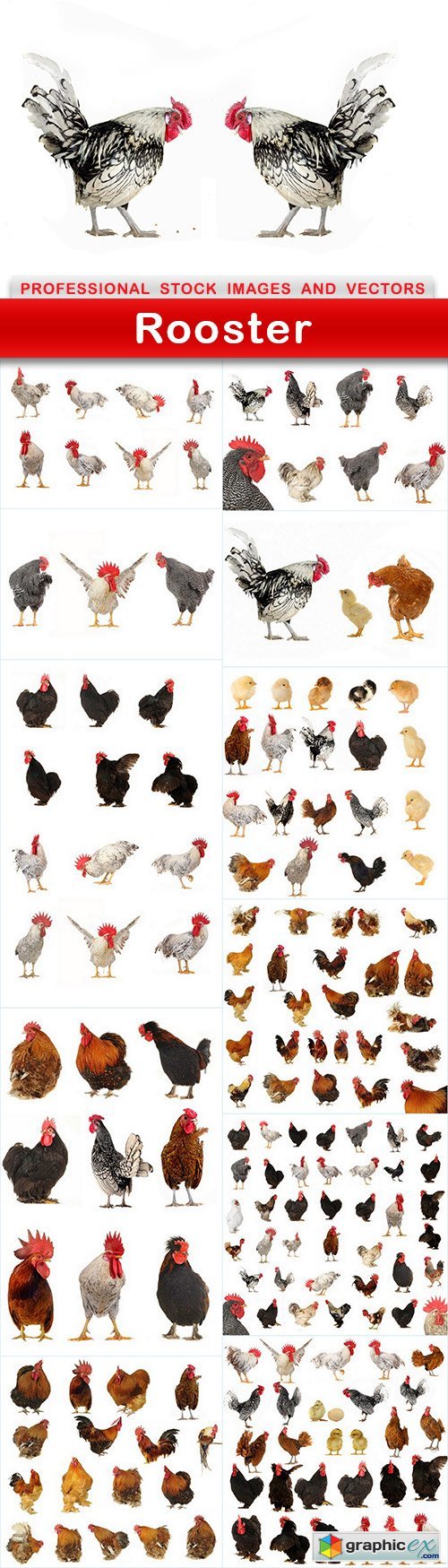 Rooster - 12 UHQ JPEG
