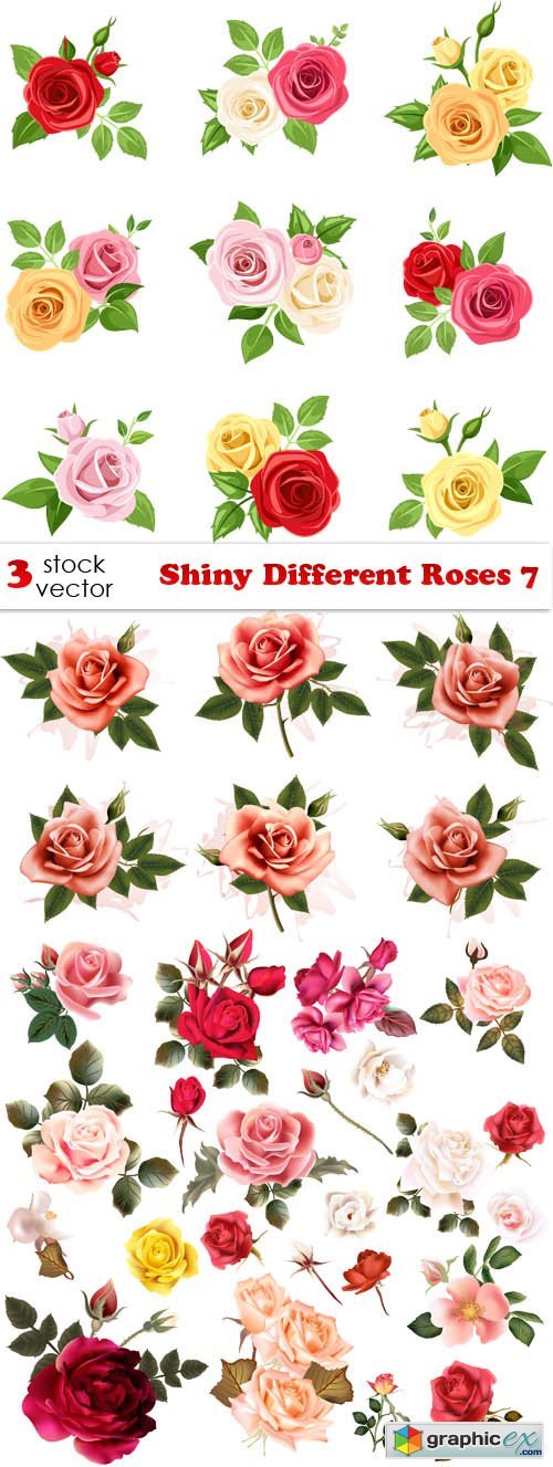 Shiny Different Roses 7
