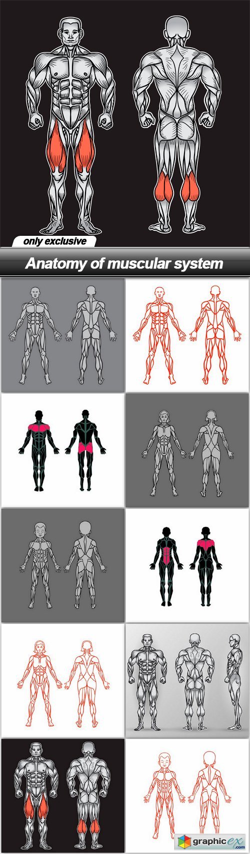 Anatomy of muscular system - 10 EPS
