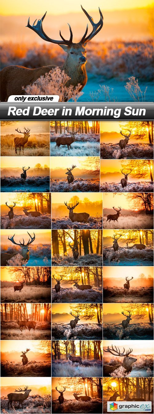 Red Deer in Morning Sun - 25 UHQ JPEG
