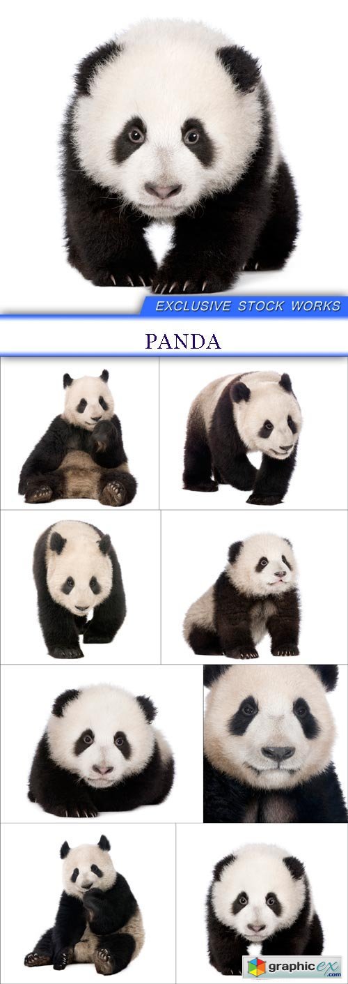 Panda 8X JPEG