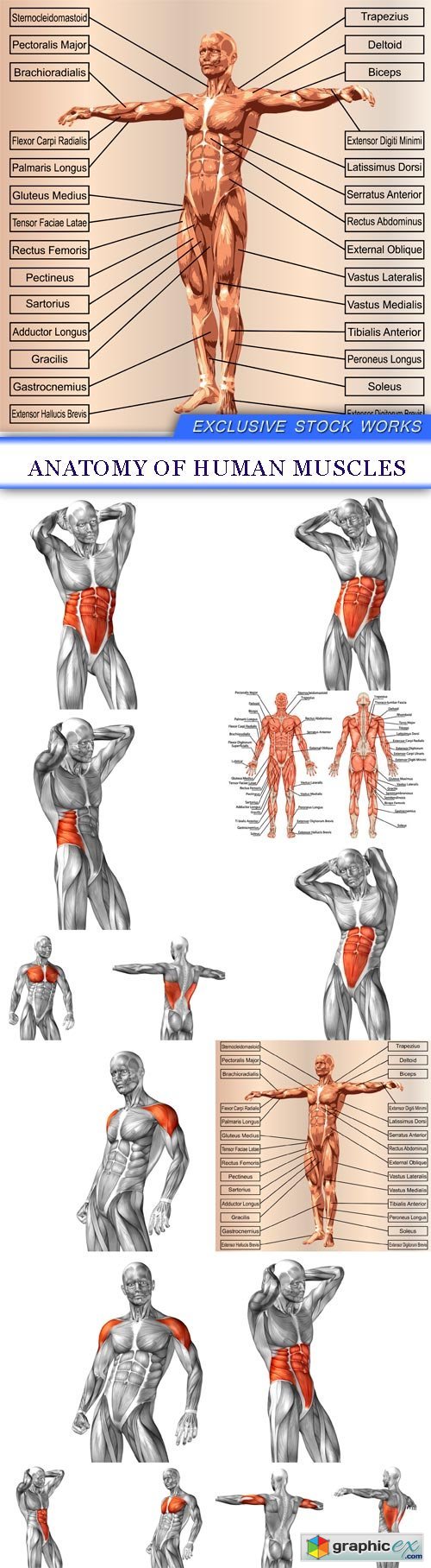 Anatomy of human muscles 15X JPEG
