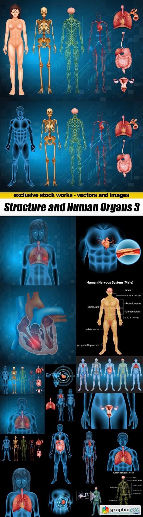 Structure and Human Organs 3 - 20xEPS