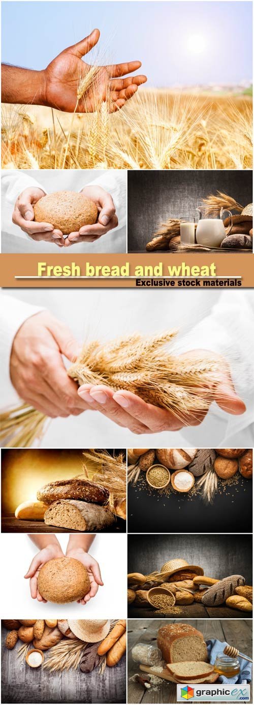 Fresh bread and wheat, ears of wheat in man hands