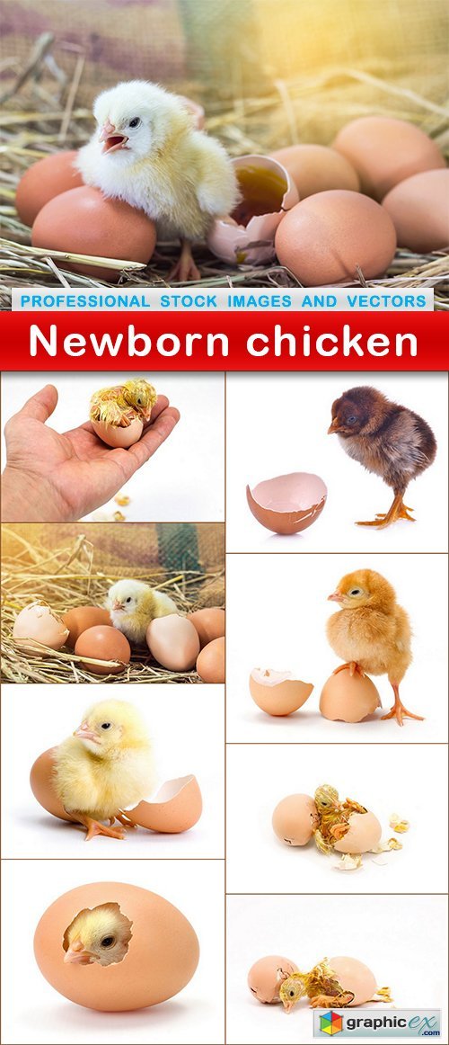 Newborn chicken - 9 UHQ JPEG