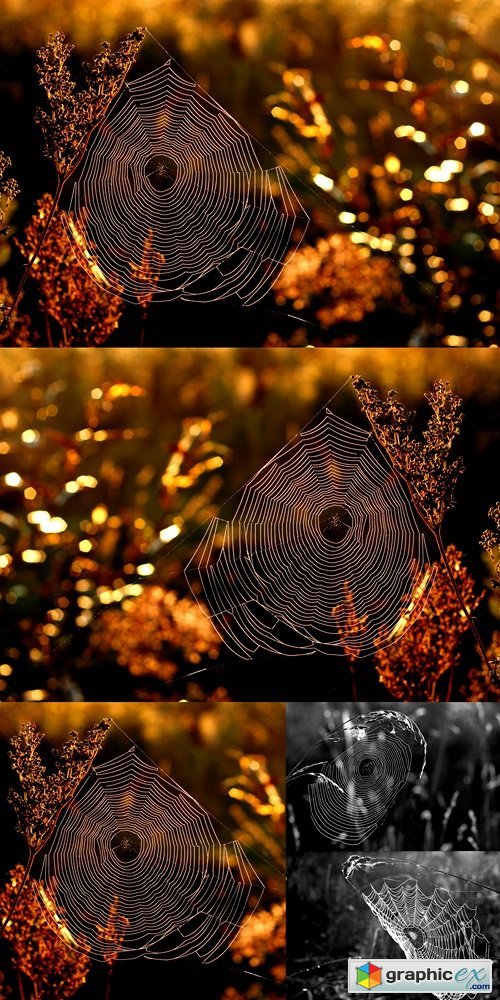 Morning web in golden autumn