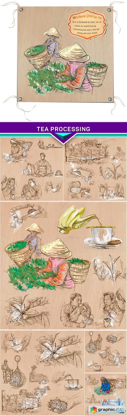 Hand drawn vector illustration,Tea Processing 7X EPS