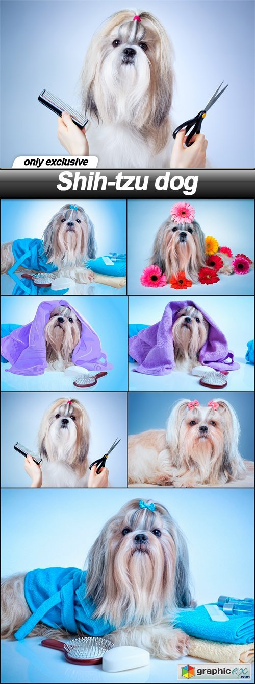 Shih-tzu dog - 7 UHQ JPEG