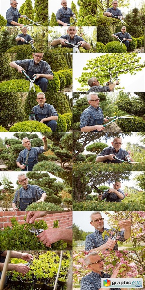 The gardener cuts the high ornamental tree shears