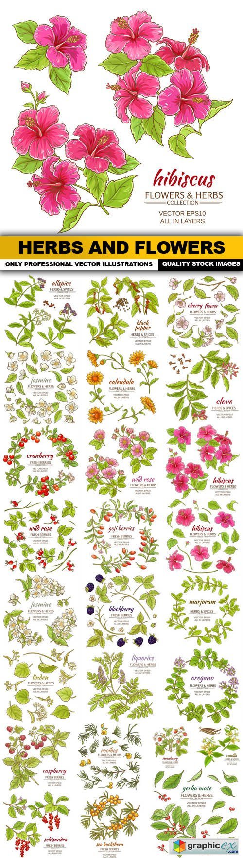 Herbs And Flowers - 25 Vector