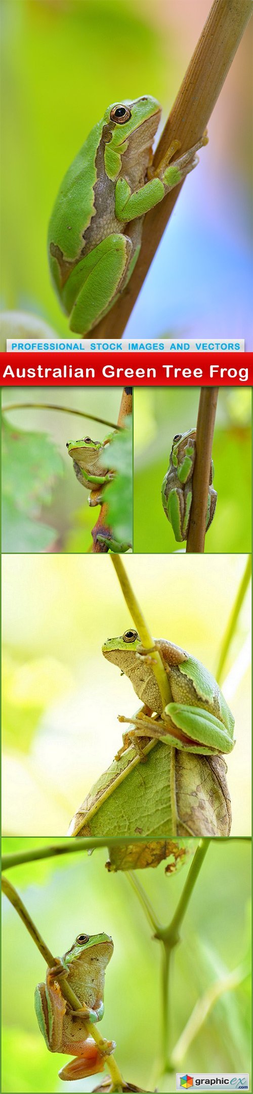 Australian Green Tree Frog - 5 UHQ JPEG