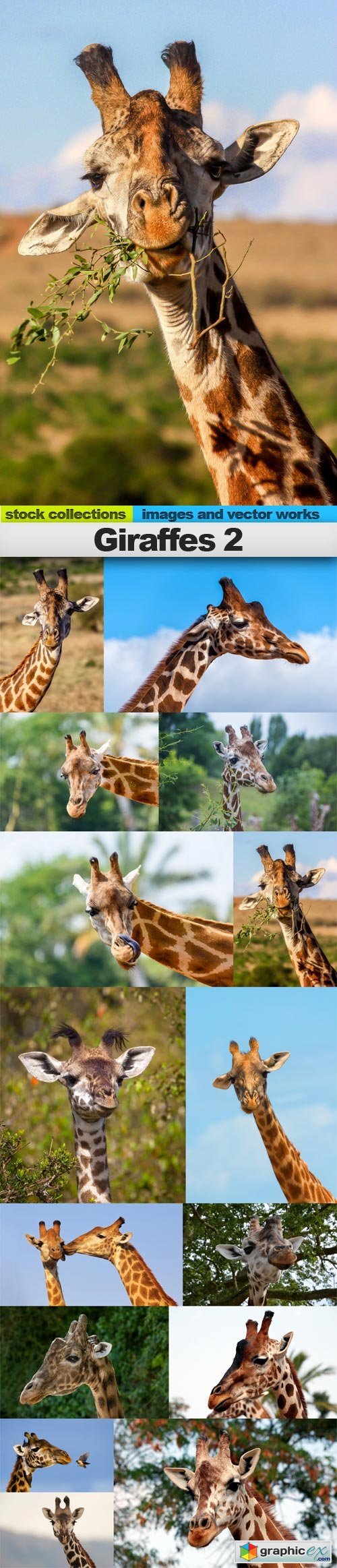 Giraffes 2, 15 x UHQ JPEG