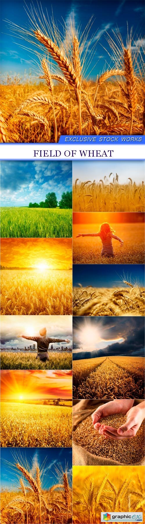 Field of wheat 11X JPEG