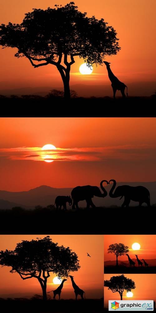 Beautiful Silhouette of African Elephants & Giraffes at Sunset