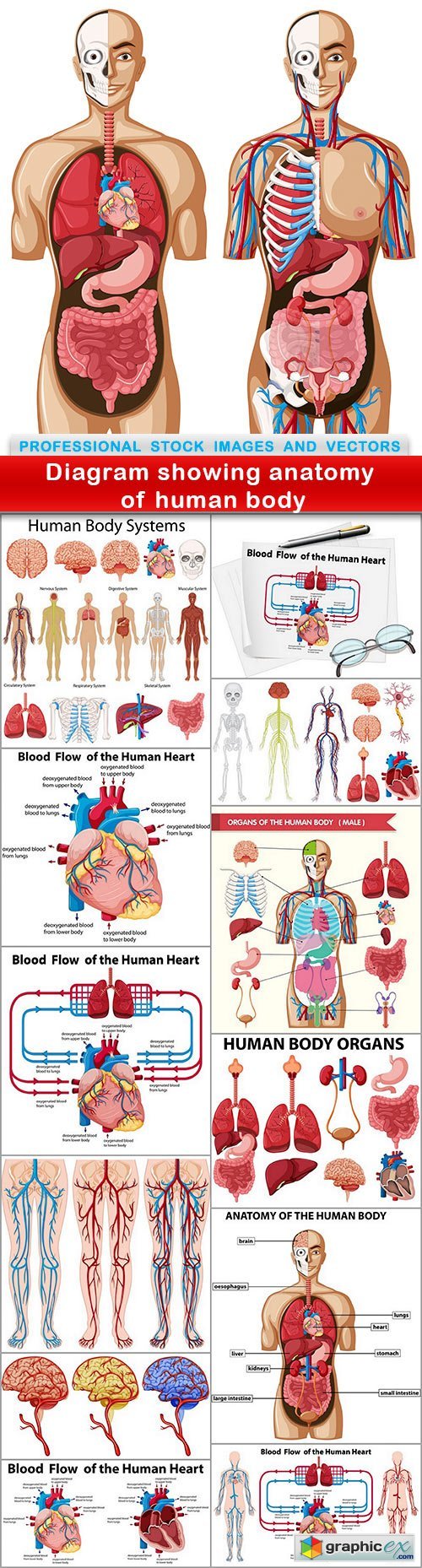 Diagram showing anatomy of human body - 13 EPS