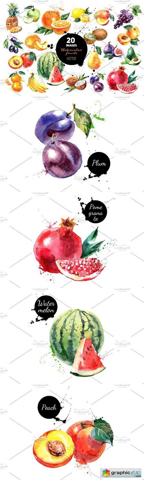 20 Watercolor Fruits Vector