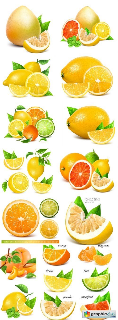 Fresh citrus fruits Vector illustration Fully editable handmade mesh 13X EPS