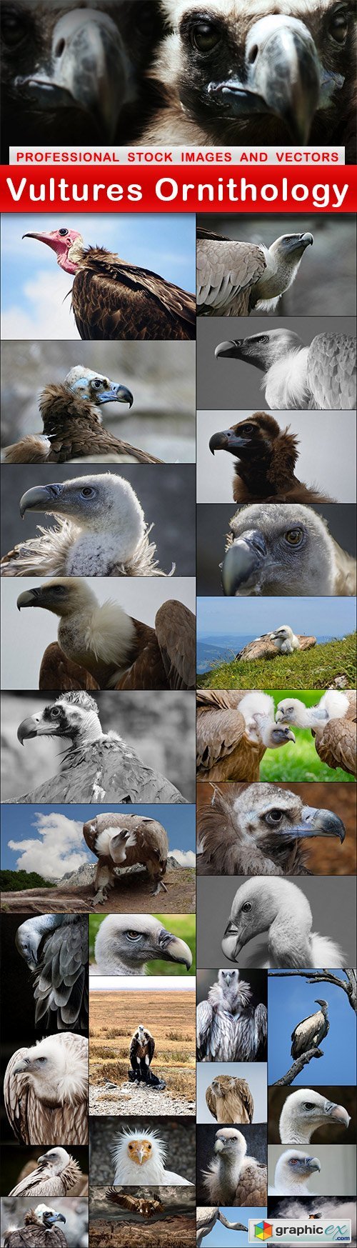 Vultures Ornithology - 31 UHQ JPEG
