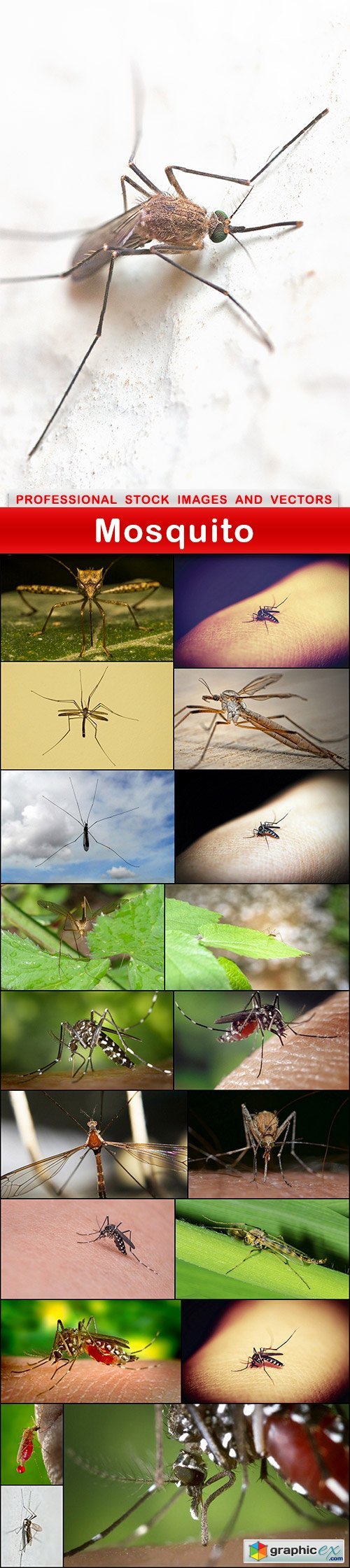 Mosquito - 20 UHQ JPEG