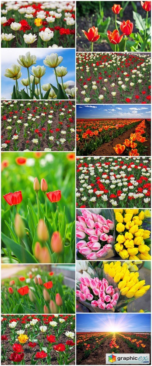 Colorful flowers in springtime Tulips field background 13X JPEG