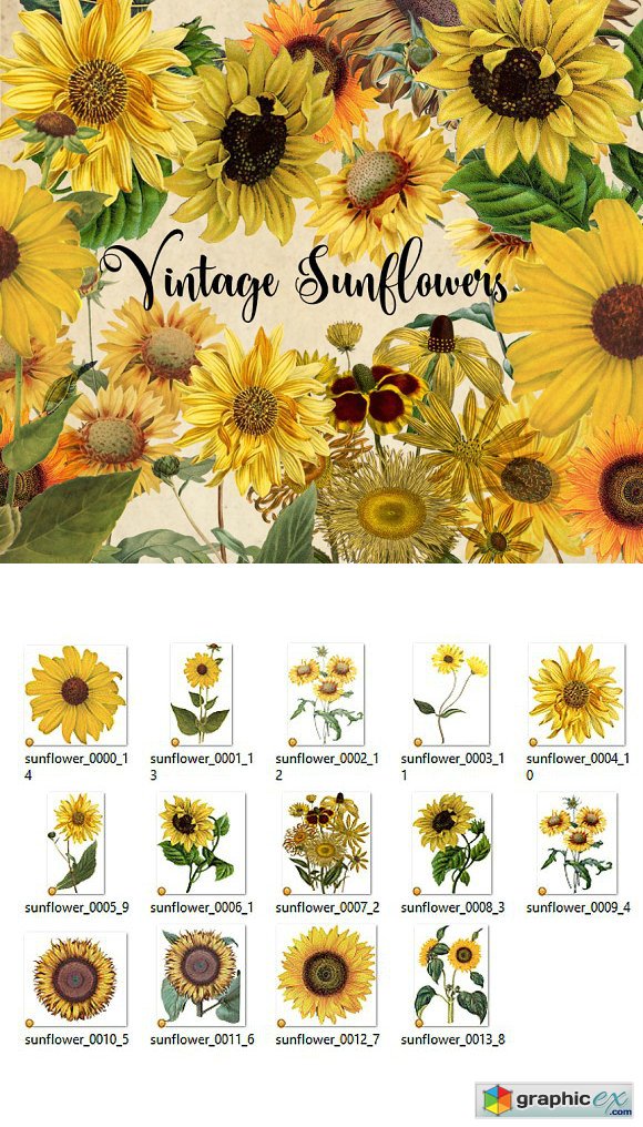 Vintage Sunflowers Clipart 1544300