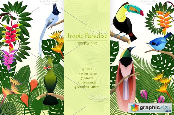 Tropical birds collection