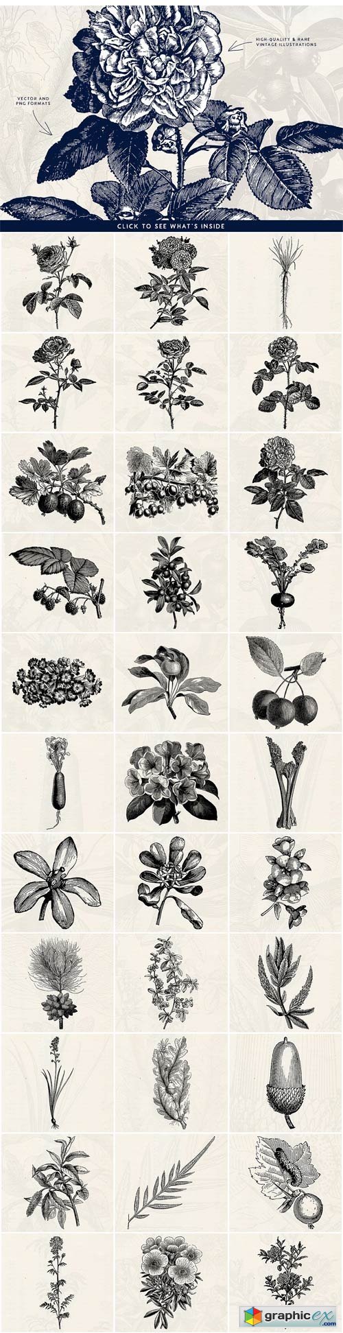 63 Fruit & Flower Illustrations