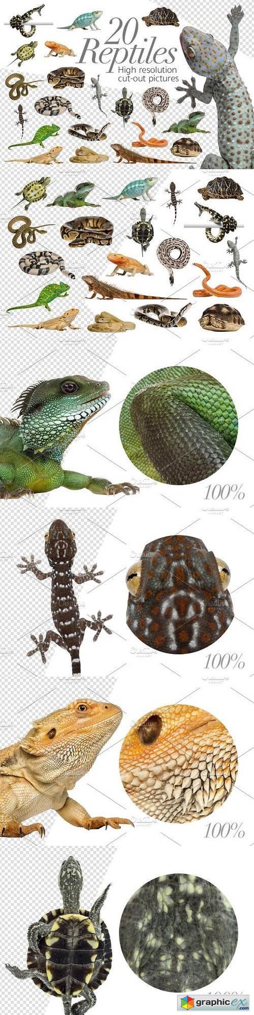 20 Reptiles - Cut-out Pictures