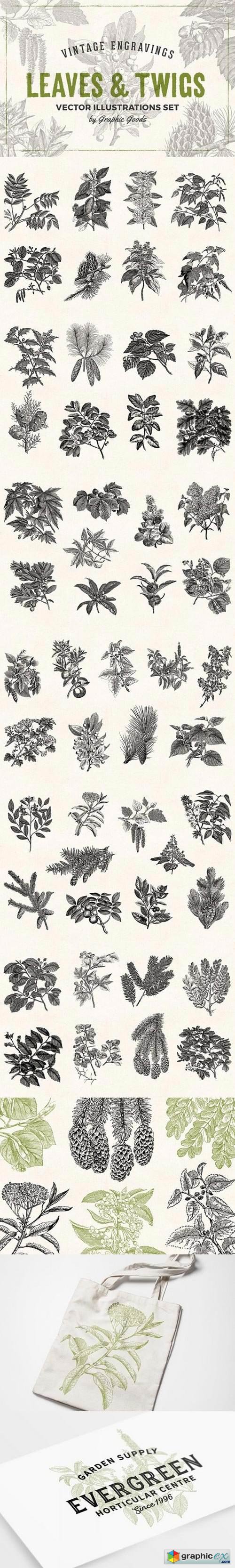 Leaves & Twigs Vintage Illustrations