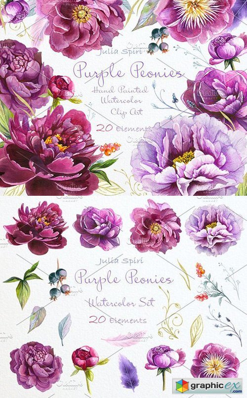 Purple Peonies. Watercolor Clipart