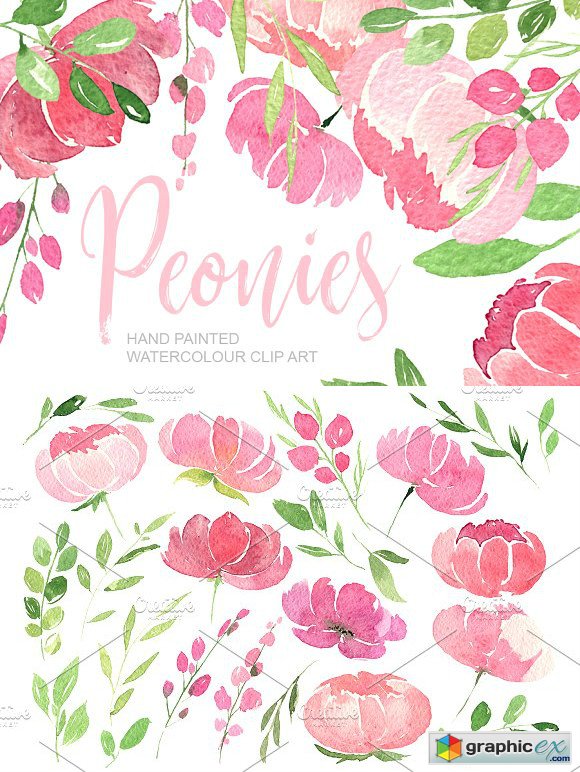 Pink watercolour peonies PNG clipart