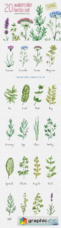 20 watercolor herbs set