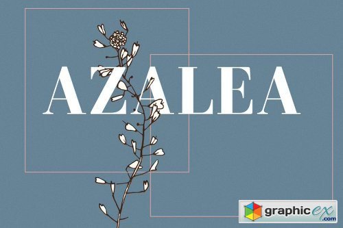 Azalea | Serif Typeface