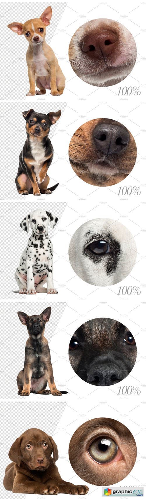 100 Dogs Bundle - Cut-out Pictures
