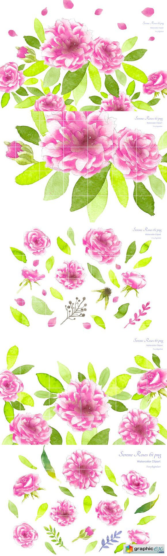 Pink Roses Watercolor Flowers CL59