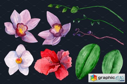 Watercolor Orchid Flowers Clip Art