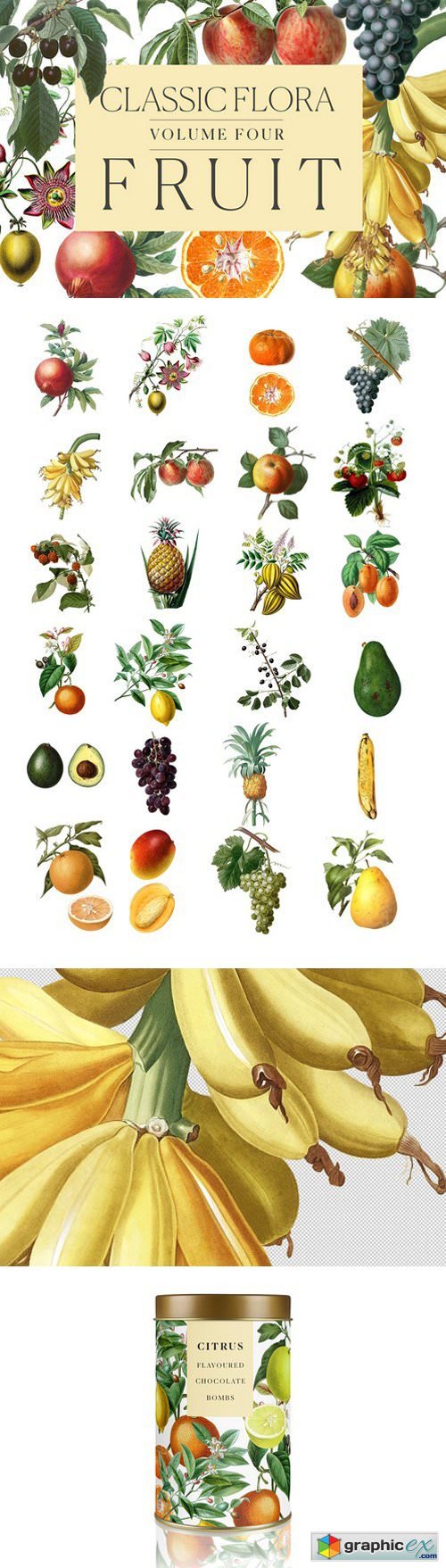 Botanical Illustrations -Fruit