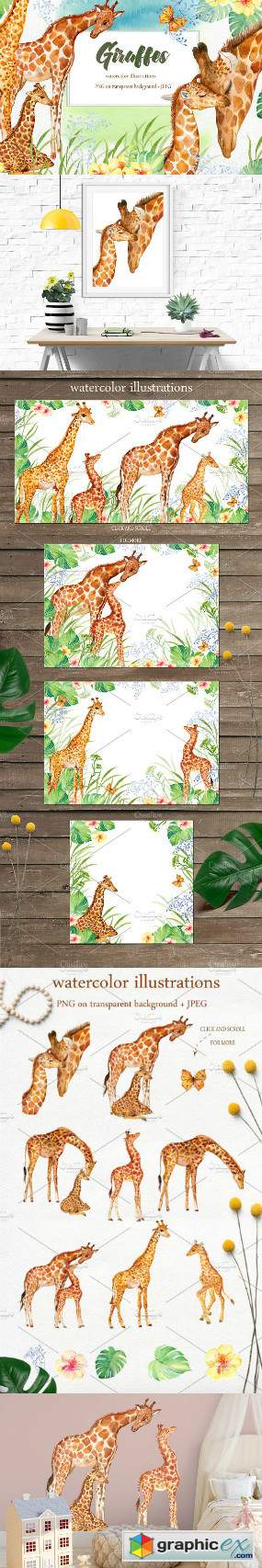 Giraffes watercolor illustrations