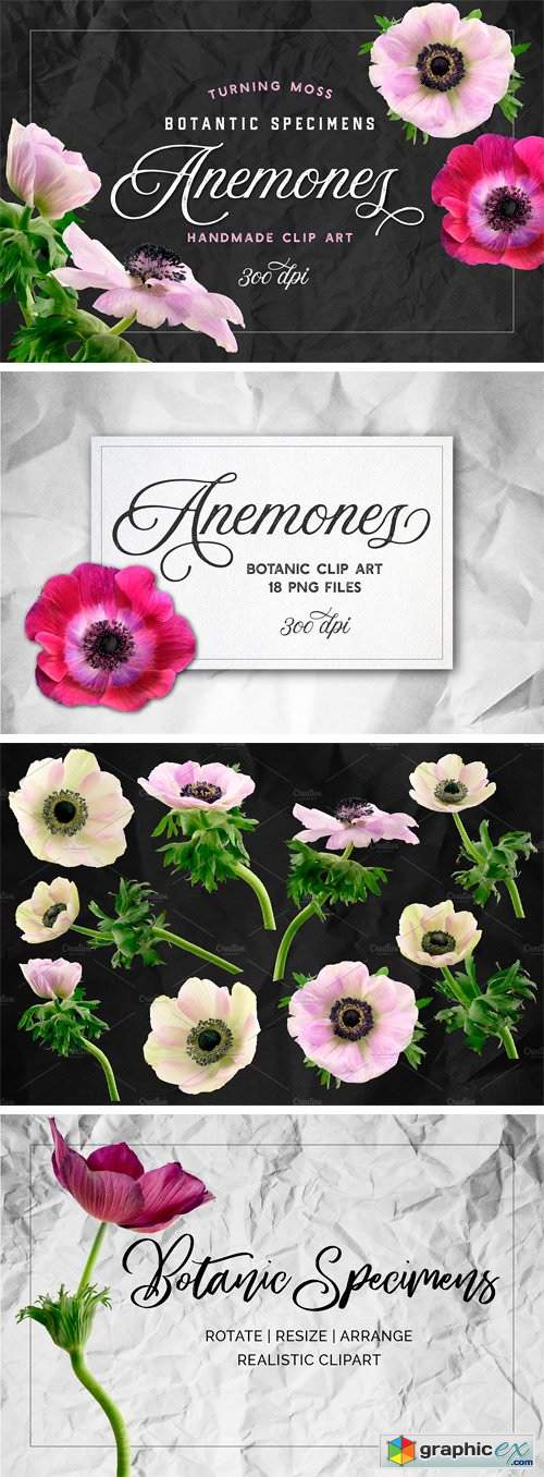 Anemone Flower ClipArt - Specimens