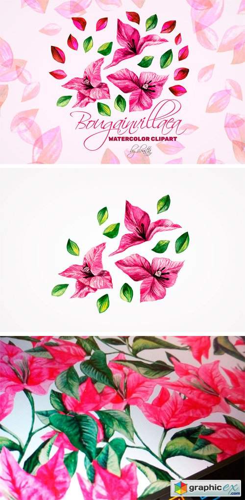 Bougainvillea Floral Clipart