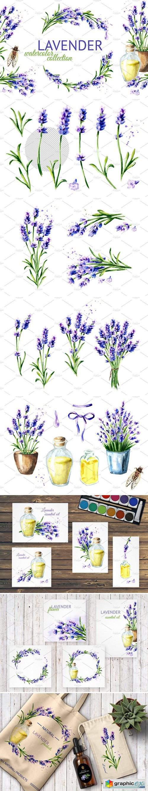 LAVENDER. Watercolor collection