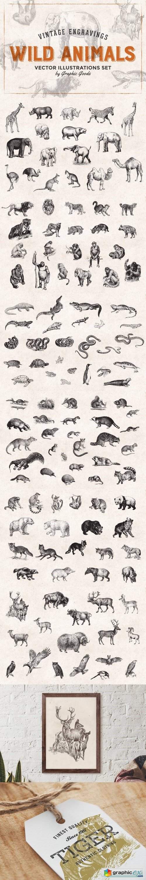 Wild Animals Engravings