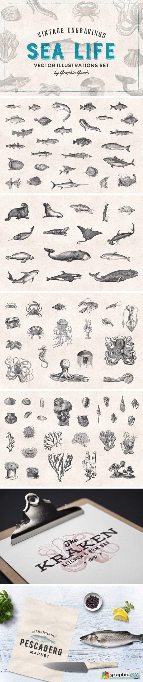 Fishes & Sea Life Engravings Set