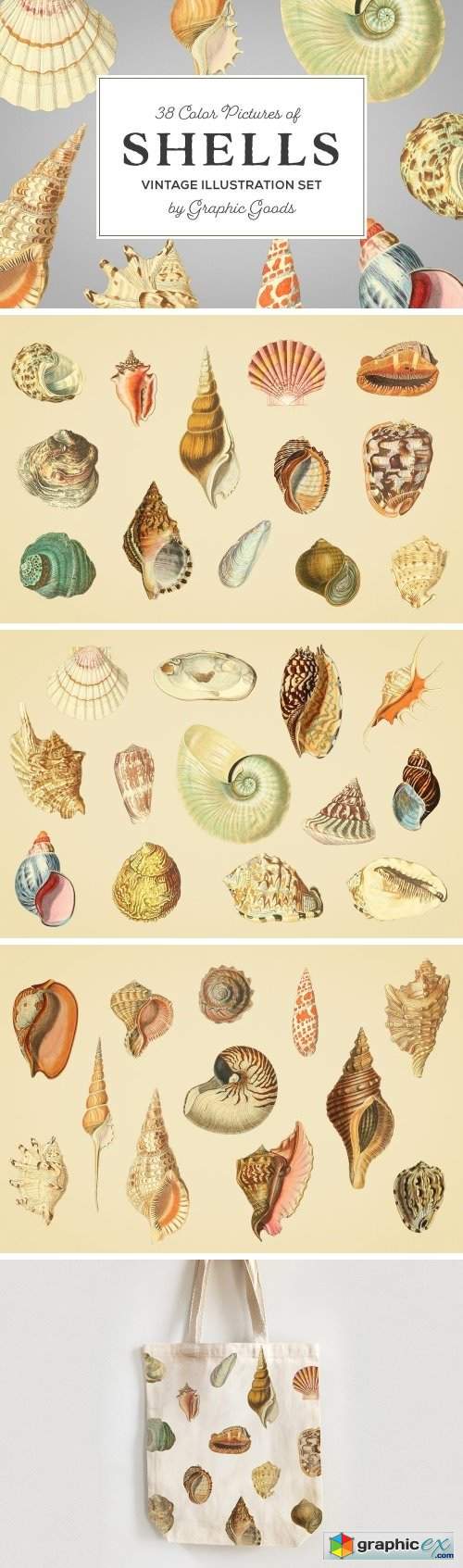 Shells - Vintage Color Illustrations